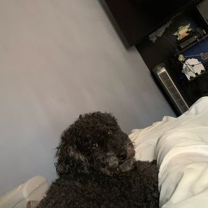 Meet your Posher, Grant